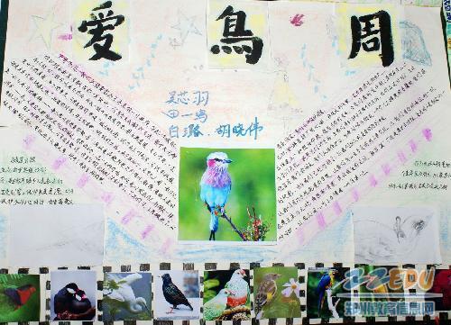 与鸟类的组成：爱情鸟保护鸟_800字