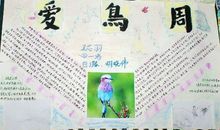关于鸟的作文：爱鸟护鸟_800字