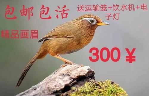 关于鸟的成分：抛出鸟_450字