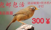 关于鸟的作文：画眉鸟搭窝_450字