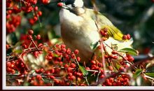 关于鸟的作文：林中的鸟_500字