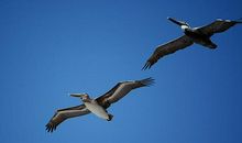 关于鸟的作文：失去翅膀的鸟_750字