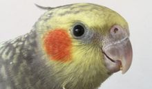 关于鸟的作文：雏鸟_550字