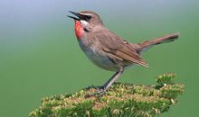 关于鸟的作文：单翅鸟_700字