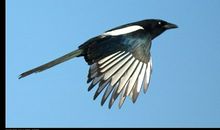 关于鸟的作文：我爱报喜鸟_600字