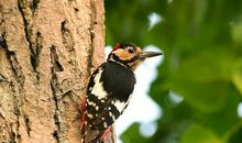 关于鸟的作文：玫瑰花和啄木鸟_350字