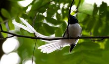 关于鸟的作文：绶带鸟_650字