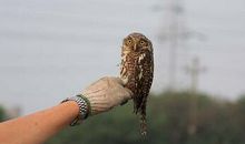 关于鸟的作文：放生鸟_450字