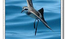 改编《海燕》_500字