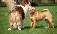 人和狗的友谊_1500字