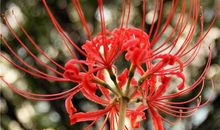 曼珠沙华·彼岸花_2000字