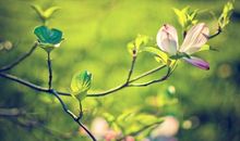 在坚忍中等待春天_350字