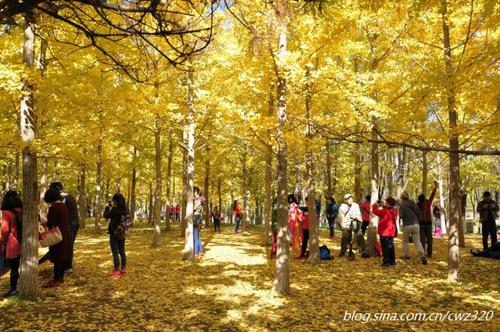 Golden Park_50字