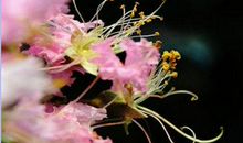 春，温柔的小精灵_400字