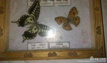 蝴蝶飞不过沧海_1200字