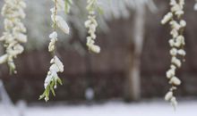 爱上雪纷飞_600字