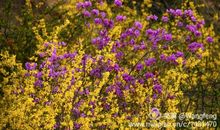 又是一年花开时_300字