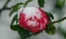 有一种生命叫顽强_750字