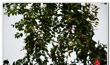 高二状物作文：老家的小枣树_1200字