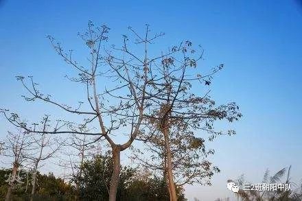 高双组成：10月，遇见树_1000字