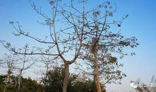 高二状物作文：十月，遇见树_1000字