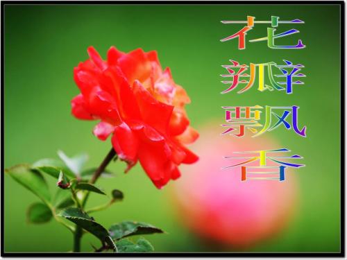 “花香”持续_200字