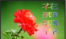 《花瓣飘香》续写_200字