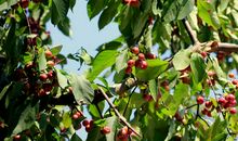 天堂森林里的天堂树_700字