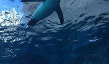 第一次去动物园_500字