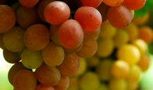 家乡的葡萄_350字