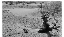 生命的不屈_1500字