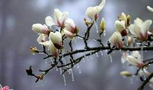 春天里的冬天（三)_300字