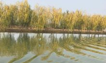 烟雨荷塘，梦里水乡的访客_1200字