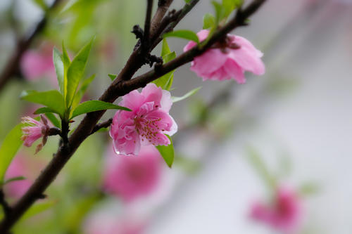 梦想桃花，三千_800字