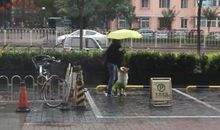 站在雨中不打伞_600字