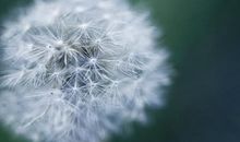 蒲公英的游历_1200字