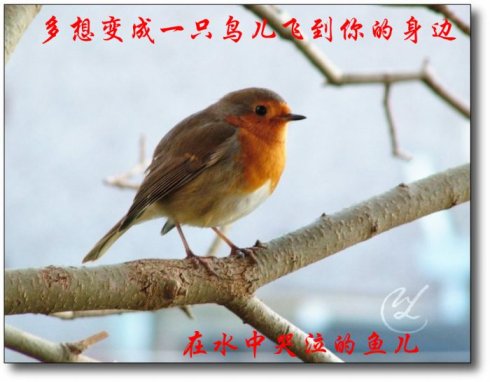 鸟，我羡慕你_250字