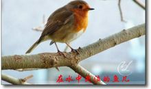 鸟儿，我羡慕你_250字