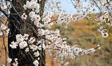 醉美杏花节_650字