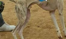 [超新星初中组]那春·那人·那狗_1200字