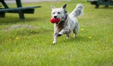 城市狗、乡村狗和森林狗_1200字