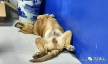 工地上的狗_800字