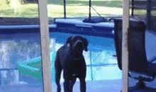 吾家之狗_1000字