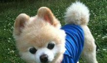 [超新星小学组]两只狗狗的痴心和奇迹_1000字