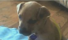 狗狗都去哪儿了_1000字