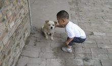 亲切的小狗_1200字