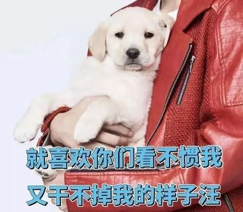 小狗拥抱_450字