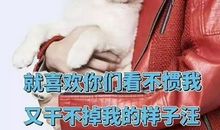 抱走的小狗_450字