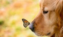 童年?趣事?宠物狗_1200字