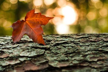 阳光 - 落叶_300字